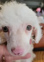 AKC Jazzi, a female Poodle - Miniature  for sale in Wittmann, AZ – Photo 5 of 9