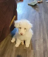 AKC Jazzi, a female Poodle - Miniature  for sale in Wittmann, AZ – Photo 8 of 9