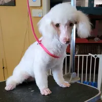 AKC Jazzi, a female Poodle - Miniature  for sale in Wittmann, AZ – Photo 4 of 9