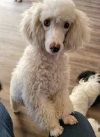 AKC Jazzi, a female Poodle - Miniature  for sale in Wittmann, AZ – Photo 1 of 9