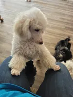 AKC Jazzi, a female Poodle - Miniature  for sale in Wittmann, AZ – Photo 6 of 9