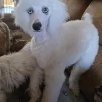 Stella AKC, a female Poodle - Miniature  for sale in Wittmann, AZ – Photo 1 of 10