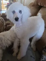 processed/f0c8e68f-0a4a-4f2c-8634-1e8e2716ef4b/listing/8ee0b425-18bc-432c-9ef2-61cbc5a96c86/5047577d-0a83-476f-97de-b0ea762f5811