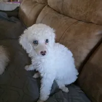 Stella AKC, a female Poodle - Miniature  for sale in Wittmann, AZ – Photo 4 of 10