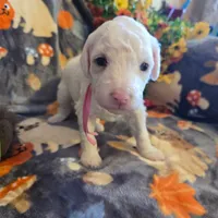 Stella AKC, a female Poodle - Miniature  for sale in Wittmann, AZ – Photo 6 of 10