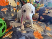 processed/f0c8e68f-0a4a-4f2c-8634-1e8e2716ef4b/listing/8ee0b425-18bc-432c-9ef2-61cbc5a96c86/6f6221f3-4d74-4e77-8a5e-feba711ae515