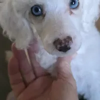 Stella AKC, a female Poodle - Miniature  for sale in Wittmann, AZ – Photo 2 of 10