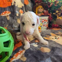Stella AKC, a female Poodle - Miniature  for sale in Wittmann, AZ – Photo 7 of 10