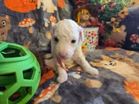 processed/f0c8e68f-0a4a-4f2c-8634-1e8e2716ef4b/listing/8ee0b425-18bc-432c-9ef2-61cbc5a96c86/b8228182-4988-4407-8108-7f830a4f5051