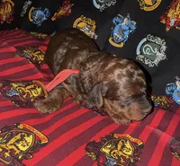 Gryffindor red, a male Poodle - Miniature  for sale in Wittmann, AZ – Photo 2 of 4