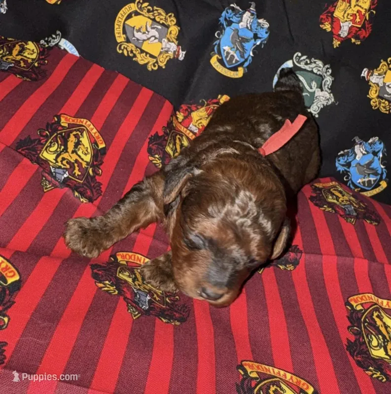 Gryffindor red, a male Poodle - Miniature  for sale in Wittmann, AZ – Photo 1 of 4