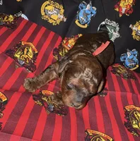 Gryffindor red, a male Poodle - Miniature  for sale in Wittmann, AZ – Photo 1 of 4