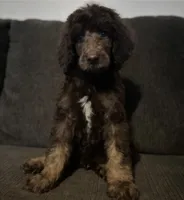 Marlee's Baron of Hassayampa , a male Poodle - Standard  for sale in Wittmann, AZ – 3 of 10