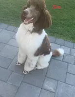 Marlee's Baron of Hassayampa , a male Poodle - Standard  for sale in Wittmann, AZ – 10 of 10