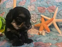 Daizie, a female Poodle - Toy  for sale in Wittmann, AZ – 4 of 10