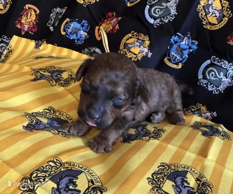 Hufflepuff yellow, a male Poodle - Miniature  for sale in Wittmann, AZ – Photo 1 of 4