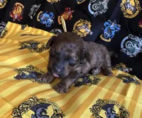 Hufflepuff yellow, a male Poodle - Miniature  for sale in Wittmann, AZ – Photo 1 of 4