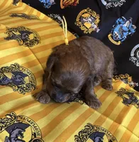 Hufflepuff yellow, a male Poodle - Miniature  for sale in Wittmann, AZ – Photo 2 of 4