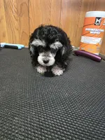Daizie, a female Poodle - Toy  for sale in Wittmann, AZ – 2 of 7
