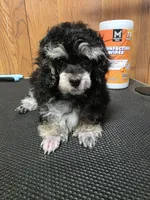 Lil Bubba, a male Poodle - Toy  for sale in Wittmann, AZ – 2 of 8