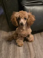 Rocky, a male Poodle - Toy  for sale in Wittmann, AZ – 2 of 9