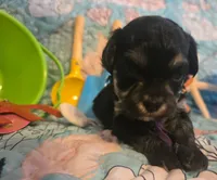 Daizie, a female Poodle - Toy  for sale in Wittmann, AZ – 3 of 10