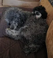 Tiny Mazie 3.7lbs as adult, a female Poodle - Toy  for sale in Wittmann, AZ – 2 of 9