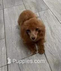 Pippy – Poodle - Toy  puppy for sale in Wittmann, AZ