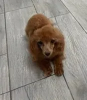 Pippy, a female Poodle - Toy  for sale in Wittmann, AZ – 1 of 2