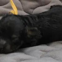 Levi phantom, a male Poodle - Toy  for sale in Wittmann, AZ – Photo 5 of 9