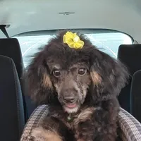 Levi phantom, a male Poodle - Toy  for sale in Wittmann, AZ – Photo 9 of 9