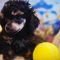 Levi phantom, a male Poodle - Toy  for sale in Wittmann, AZ – Photo 2 of 9