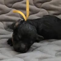 Levi phantom, a male Poodle - Toy  for sale in Wittmann, AZ – Photo 4 of 9