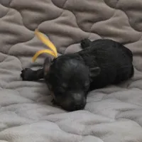 Levi phantom, a male Poodle - Toy  for sale in Wittmann, AZ – Photo 7 of 9