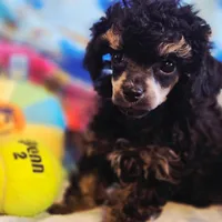 Levi phantom, a male Poodle - Toy  for sale in Wittmann, AZ – Photo 1 of 9