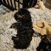 Levi phantom, a male Poodle - Toy  for sale in Wittmann, AZ – Photo 3 of 9