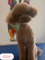 Rocky, a male Poodle - Toy  for sale in Wittmann, AZ – 8 of 9