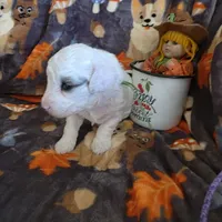 Nova AKC, a female Poodle - Miniature  for sale in Wittmann, AZ – Photo 6 of 9