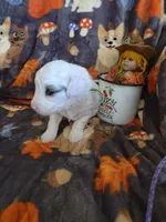 Nova AKC, a female Poodle - Miniature  for sale in Wittmann, AZ – Photo 6 of 9