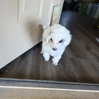 Nova AKC, a female Poodle - Miniature  for sale in Wittmann, AZ – Photo 1 of 9