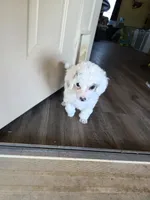 Nova AKC, a female Poodle - Miniature  for sale in Wittmann, AZ – Photo 1 of 9