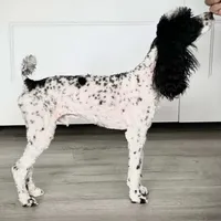 Nova AKC, a female Poodle - Miniature  for sale in Wittmann, AZ – Photo 8 of 9