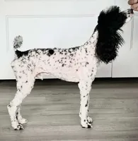 Nova AKC, a female Poodle - Miniature  for sale in Wittmann, AZ – Photo 8 of 9