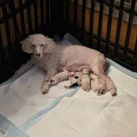 Nova AKC, a female Poodle - Miniature  for sale in Wittmann, AZ – Photo 9 of 9