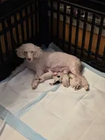 Nova AKC, a female Poodle - Miniature  for sale in Wittmann, AZ – Photo 9 of 9
