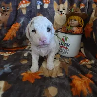 Nova AKC, a female Poodle - Miniature  for sale in Wittmann, AZ – Photo 5 of 9