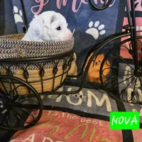 Nova AKC, a female Poodle - Miniature  for sale in Wittmann, AZ – Photo 4 of 9