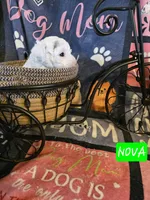 Nova AKC, a female Poodle - Miniature  for sale in Wittmann, AZ – Photo 4 of 9