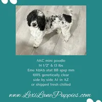 Nova AKC, a female Poodle - Miniature  for sale in Wittmann, AZ – Photo 3 of 9