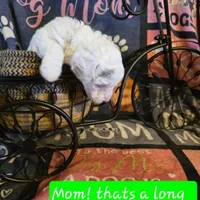 Nova AKC, a female Poodle - Miniature  for sale in Wittmann, AZ – Photo 2 of 9